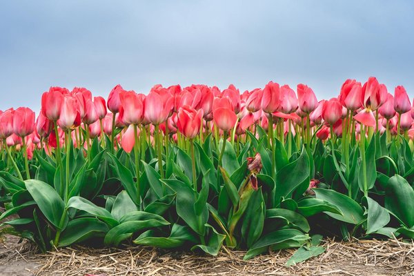 Découvrez les meilleures pergolas bioclimatiques pour votre terrasse