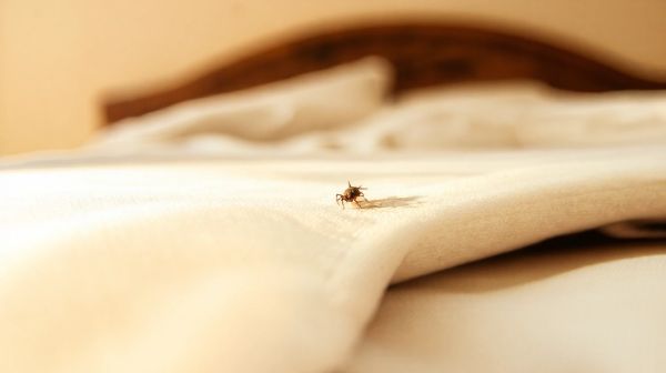 Que faire si vous découvrez une punaise de lit : solutions rapides